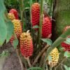 fotos flores tour de manaure