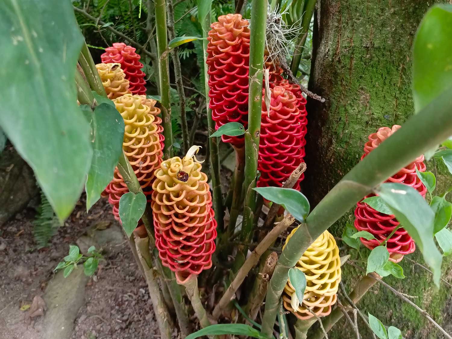 fotos flores tour de manaure
